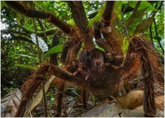 美国哈佛大学昆虫学家纳斯克勒基发现的巨无霸蜘蛛