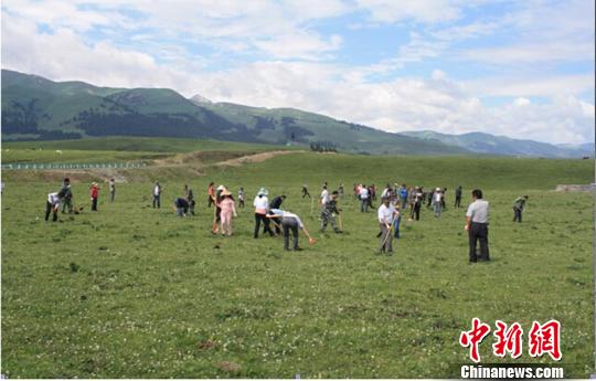 新疆伊犁草场出现40万亩毒害草无人机参与防治