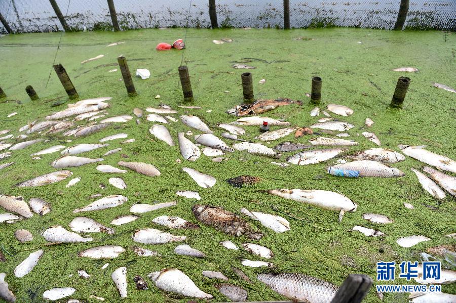 沱湖湖面漂浮着大量的死鱼（7月3日摄）。 