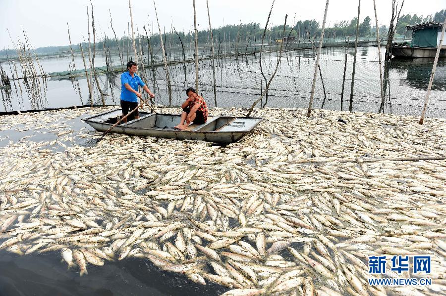 渔民在天井湖查看死鱼数量（7月3日摄）。