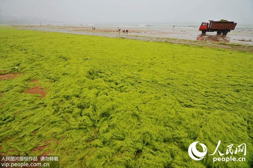 青岛西部海岸浴场堆积的浒苔。