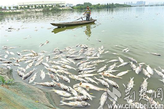 图为：昨日，武汉经济开发区南太子湖岸边漂着大片死鱼。记者 王永胜 摄