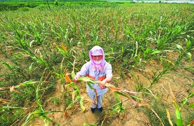 村民种植的玉米，因干旱近乎绝收