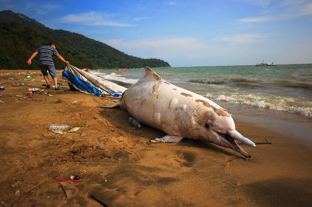 擱淺死亡的中華白海豚