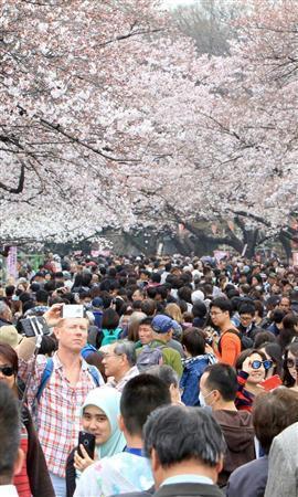 日本迎来最佳赏樱期