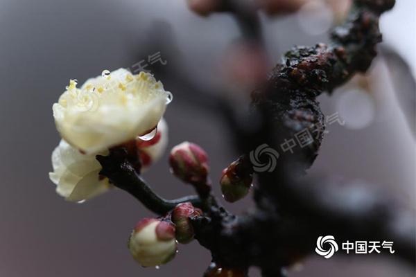 武汉东湖梅园的梅花，近日在持续低温阴雨中悄然绽放。（拍摄：曾又枝）